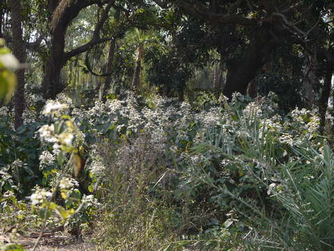 Image of Clerodendrum infortunatum L.