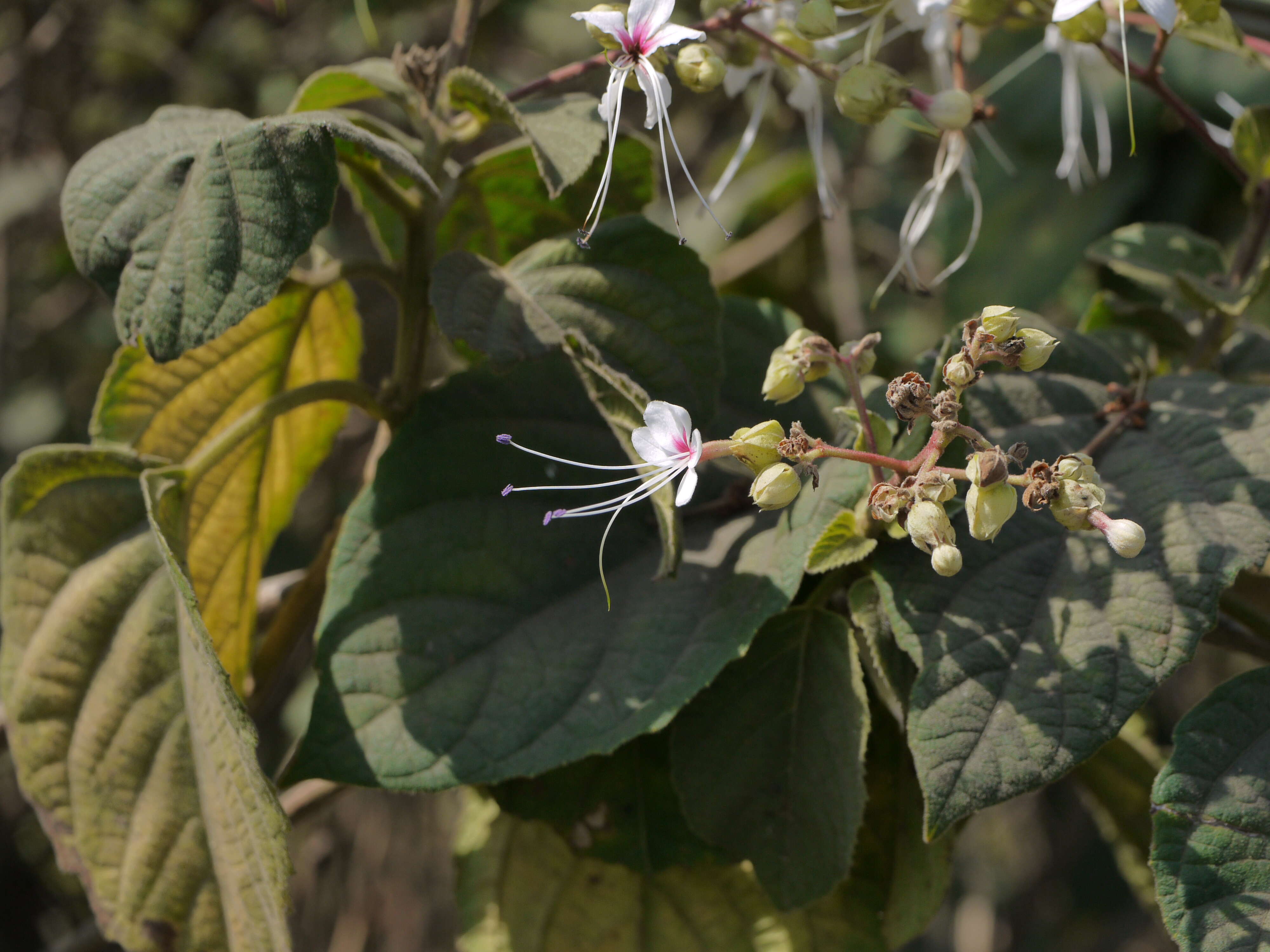 Image of Clerodendrum infortunatum L.