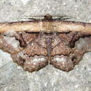 Image of <i>Darisa fratercula</i>