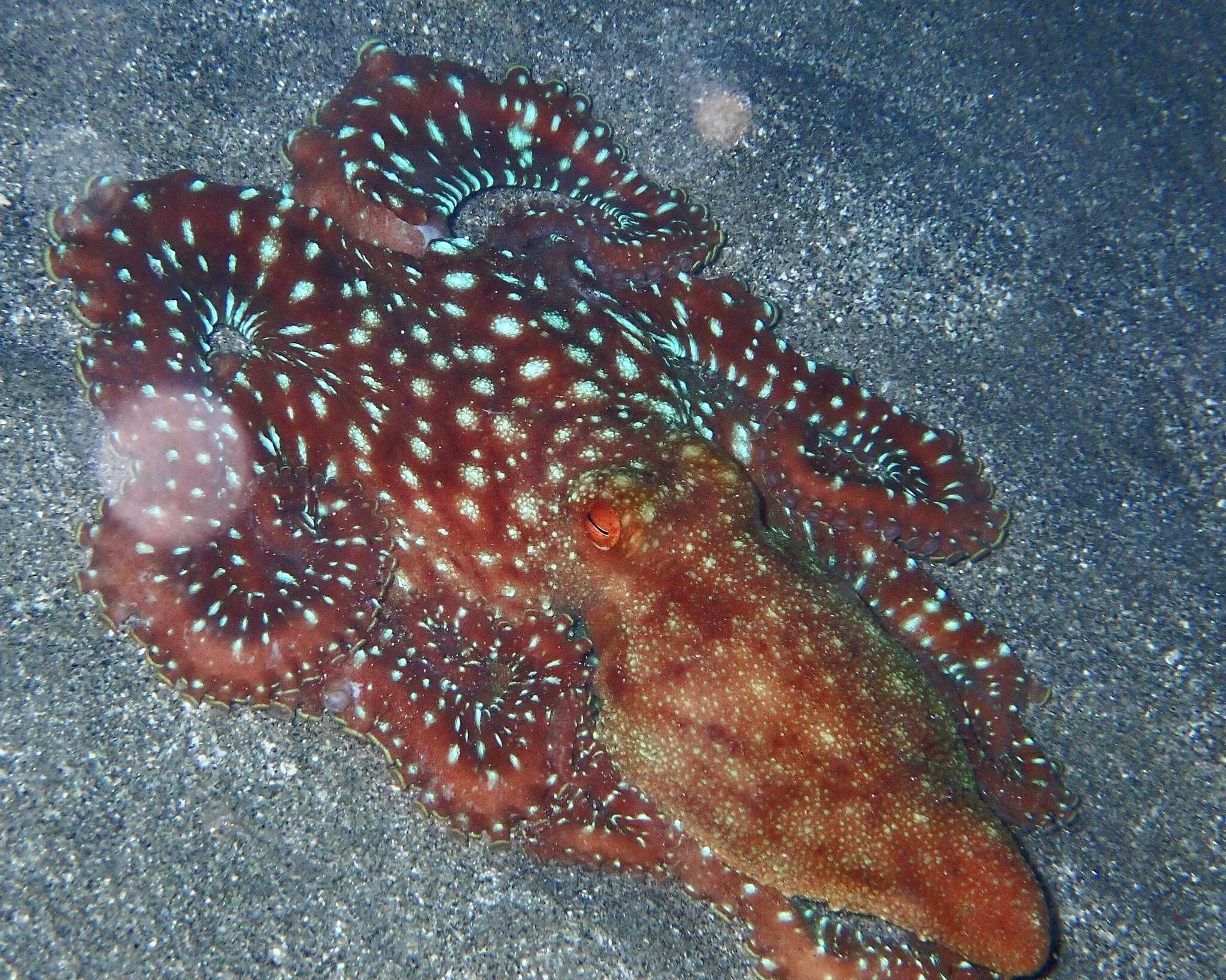 Image of night octopus