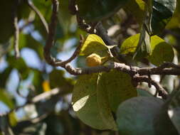 Image de Artocarpus lacucha