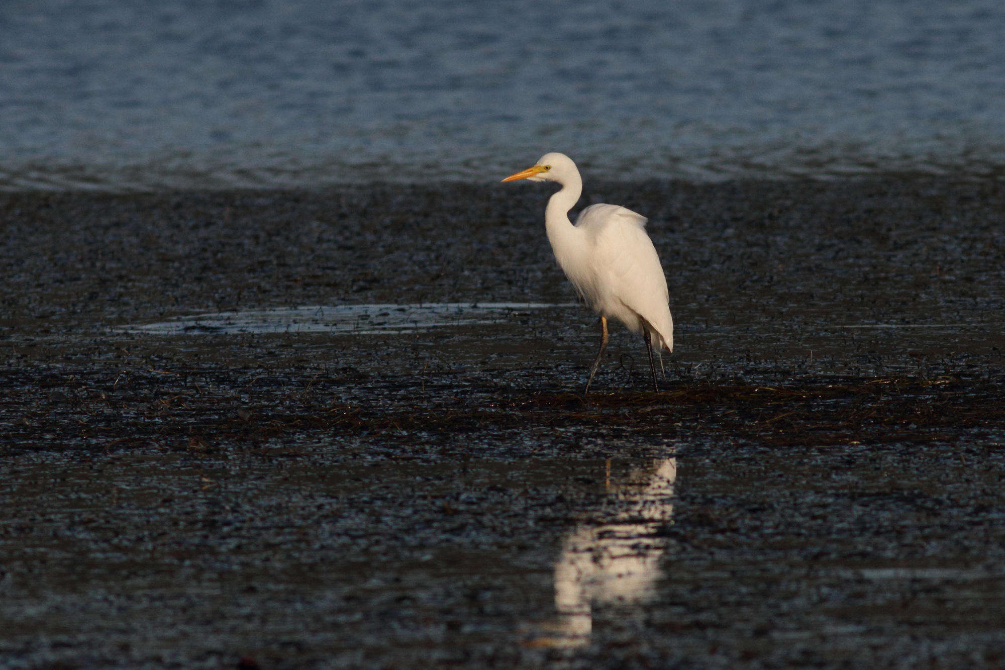 Image of Ardea intermedia brachyrhyncha (Brehm & AE 1854)