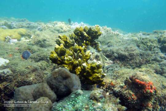 Image of Fire coral