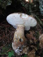 Image of Tylopilus felleus (Bull.) P. Karst. 1881