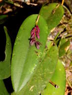 Image of hairy bonnet orchid