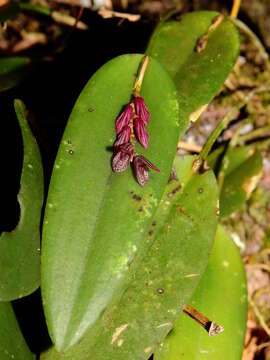 Image of hairy bonnet orchid