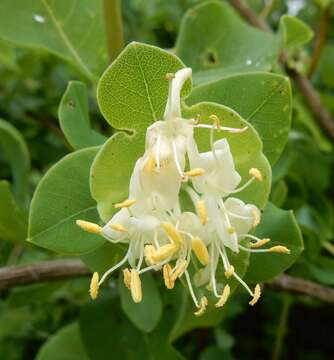 Image of western white honeysuckle