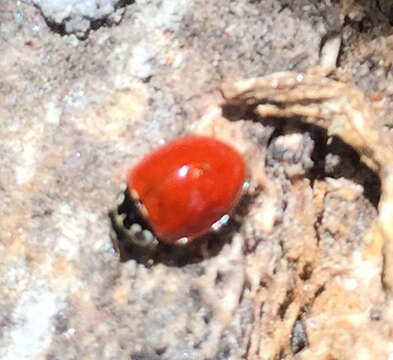 Image of Western Blood-Red Lady Beetle