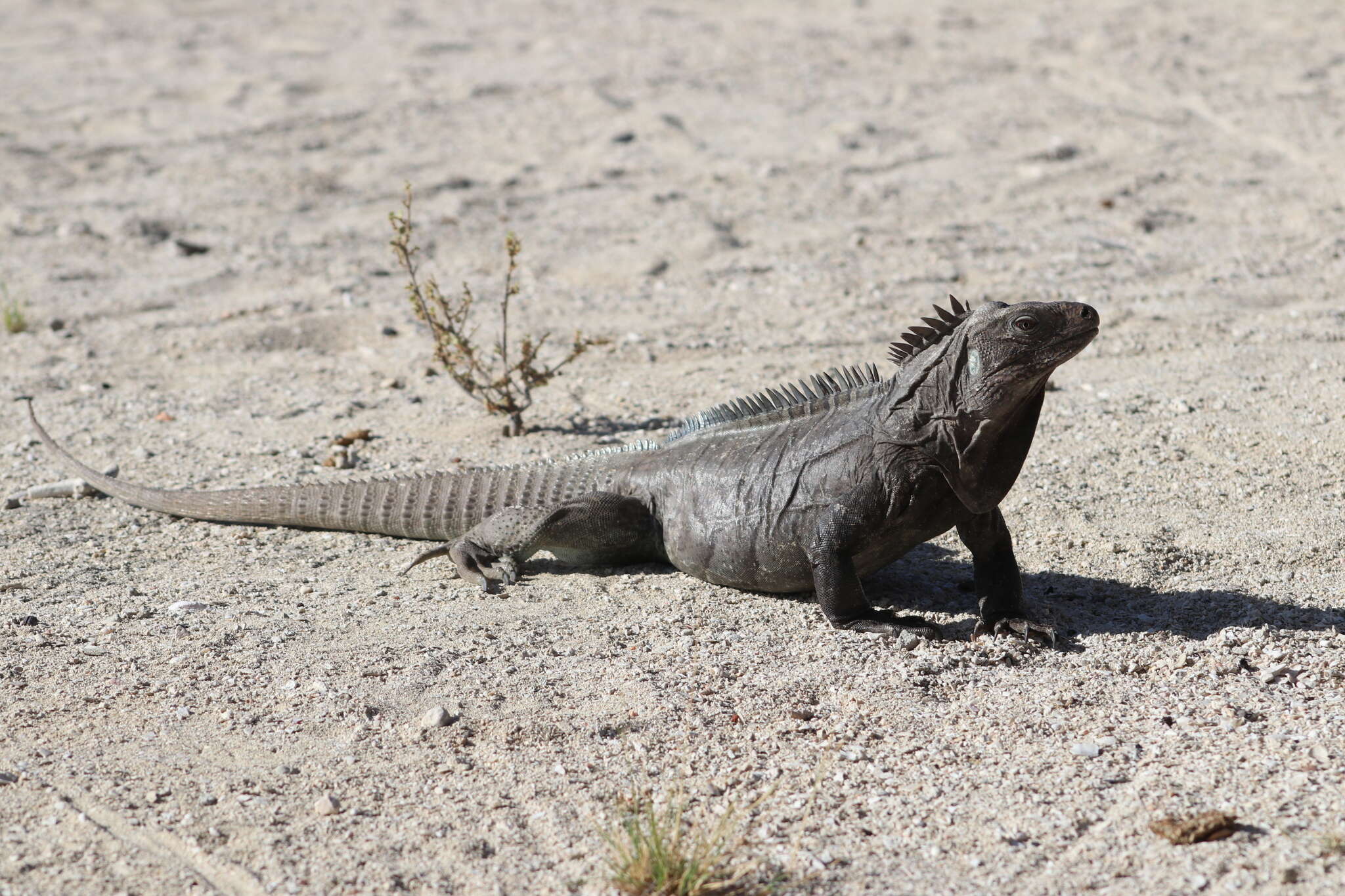 Imagem de Cyclura ricordi (Duméril & Bibron 1837)