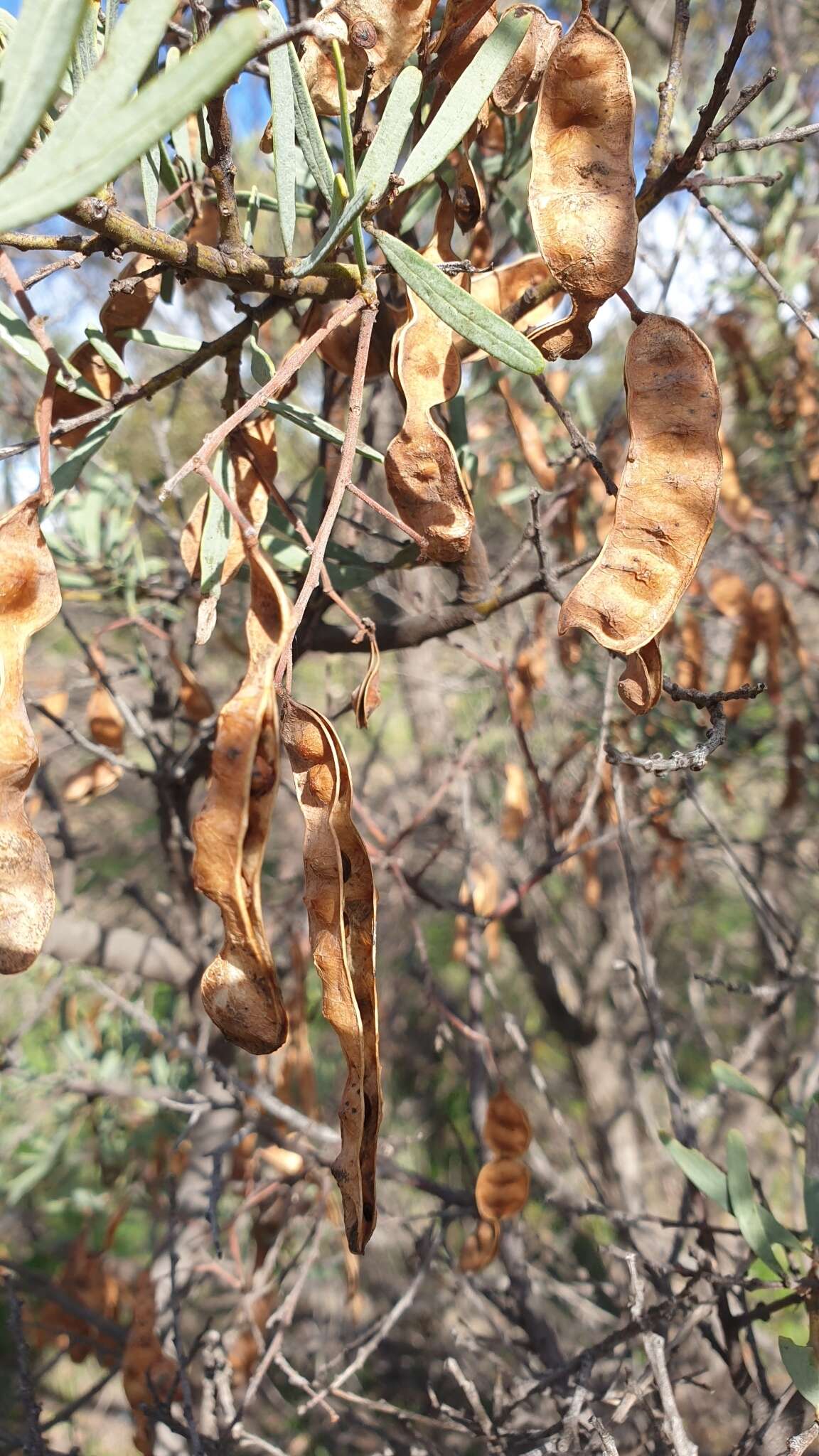 Acacia victoriae Benth. resmi