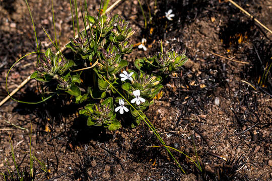 Plancia ëd Dyschoriste radicans (Hochst. ex A. Rich.) Nees