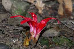 Image of Etlingera megalocheilos (Griff.) A. D. Poulsen