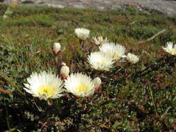 Image of Lampranthus aureus (L.) N. E. Br.