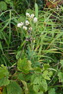 Sivun Lespedeza tomentosa (Thunb.) Maxim. kuva