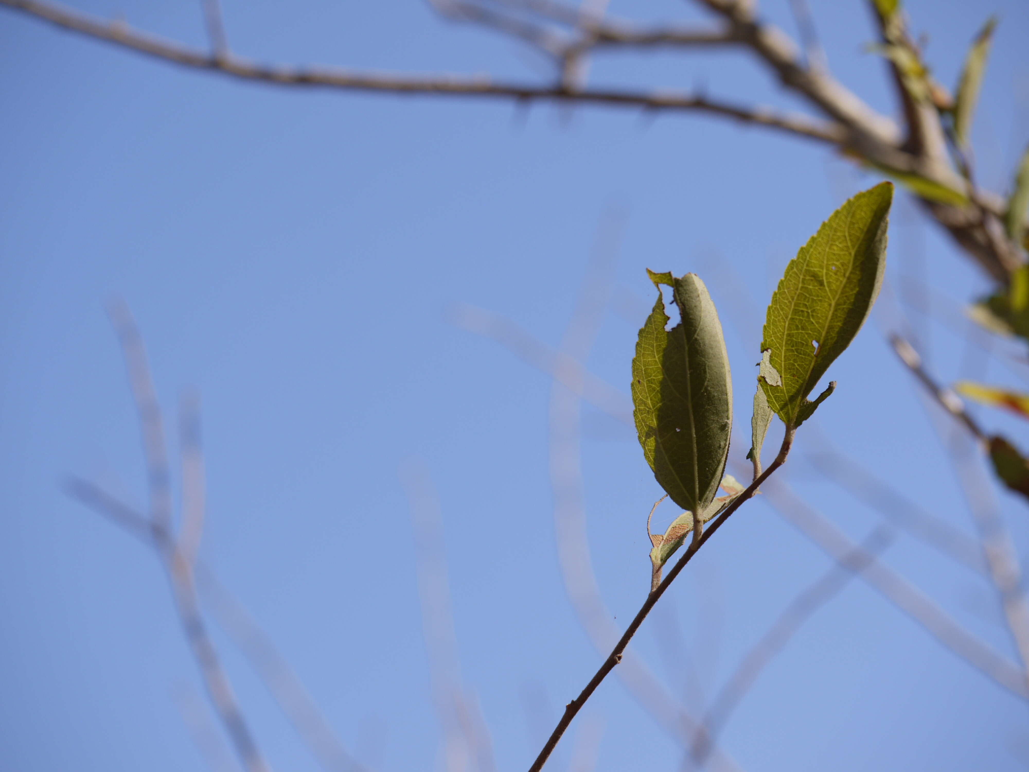 Image of governor's plum