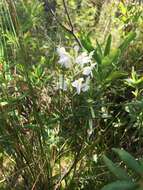 Image of white fringed orchid