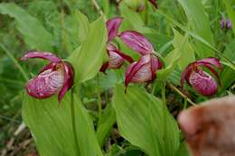 Image of Cypripedium ventricosum Sw.