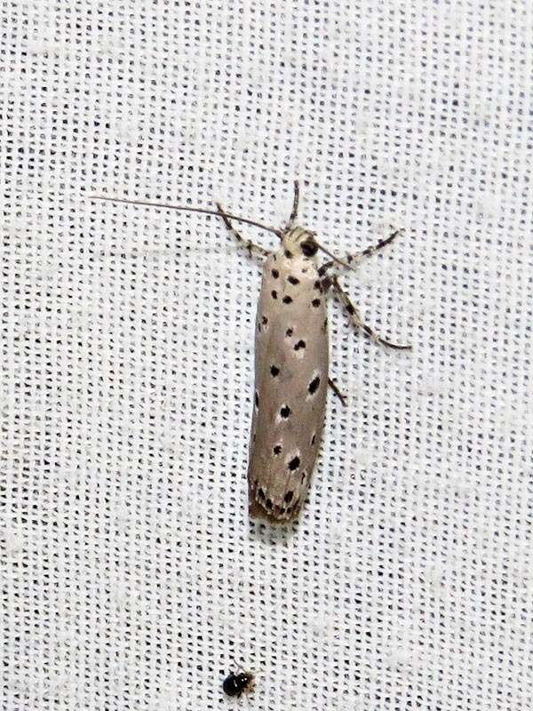 Image of Ethmia circumdatella Walker 1863