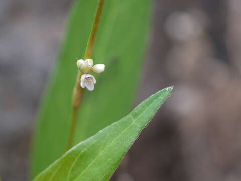 صورة Persicaria glabra (Willd.) Gomez de la Maza