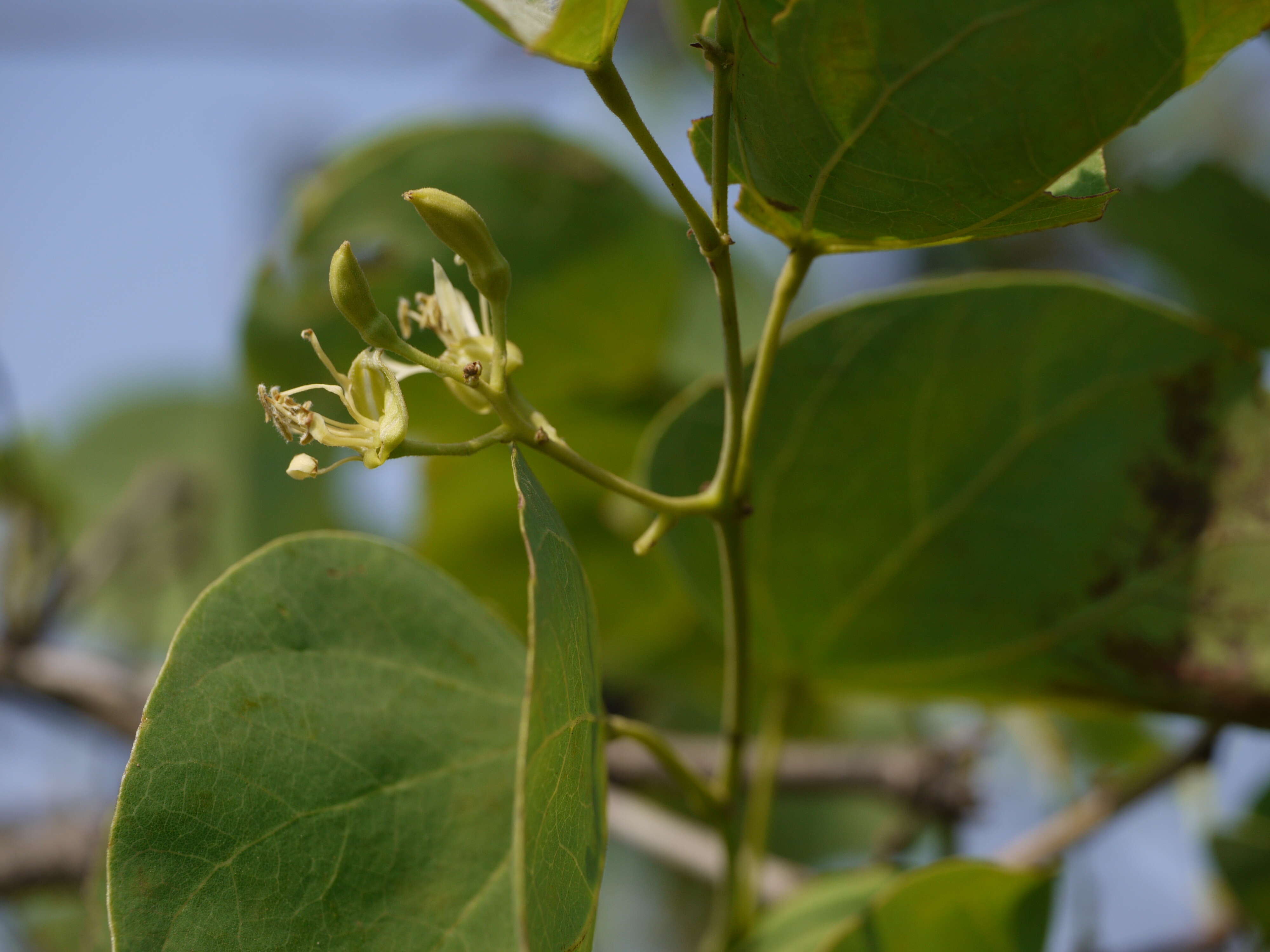 Imagem de Bauhinia racemosa Lam.