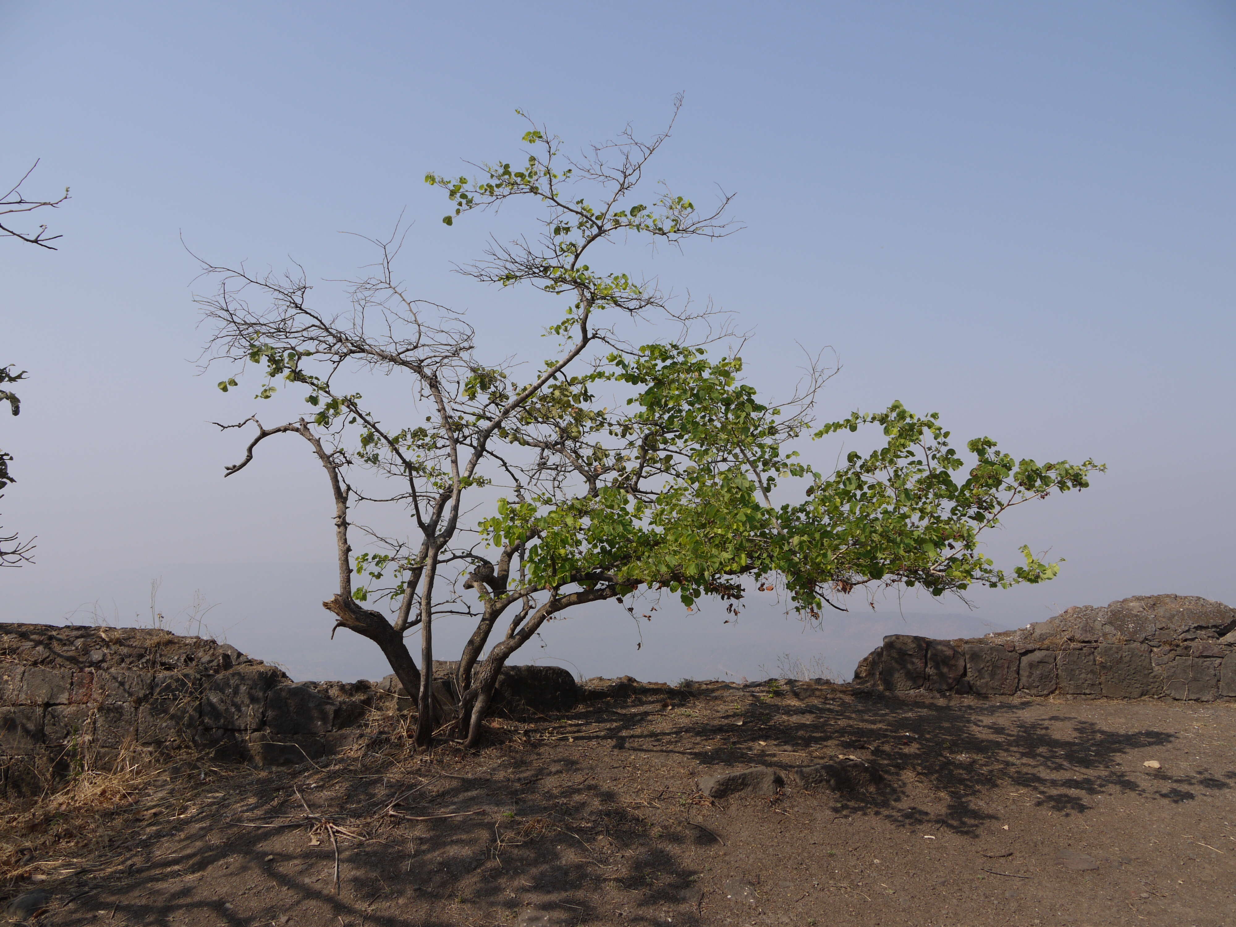 Imagem de Bauhinia racemosa Lam.