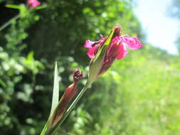 Image de Dianthus giganteus Dum.-Urville