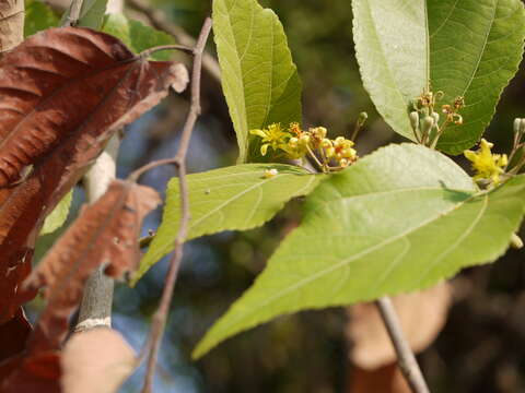 Image de Grewia asiatica L.