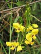 Image de Eulophia speciosa (R. Br.) Bolus