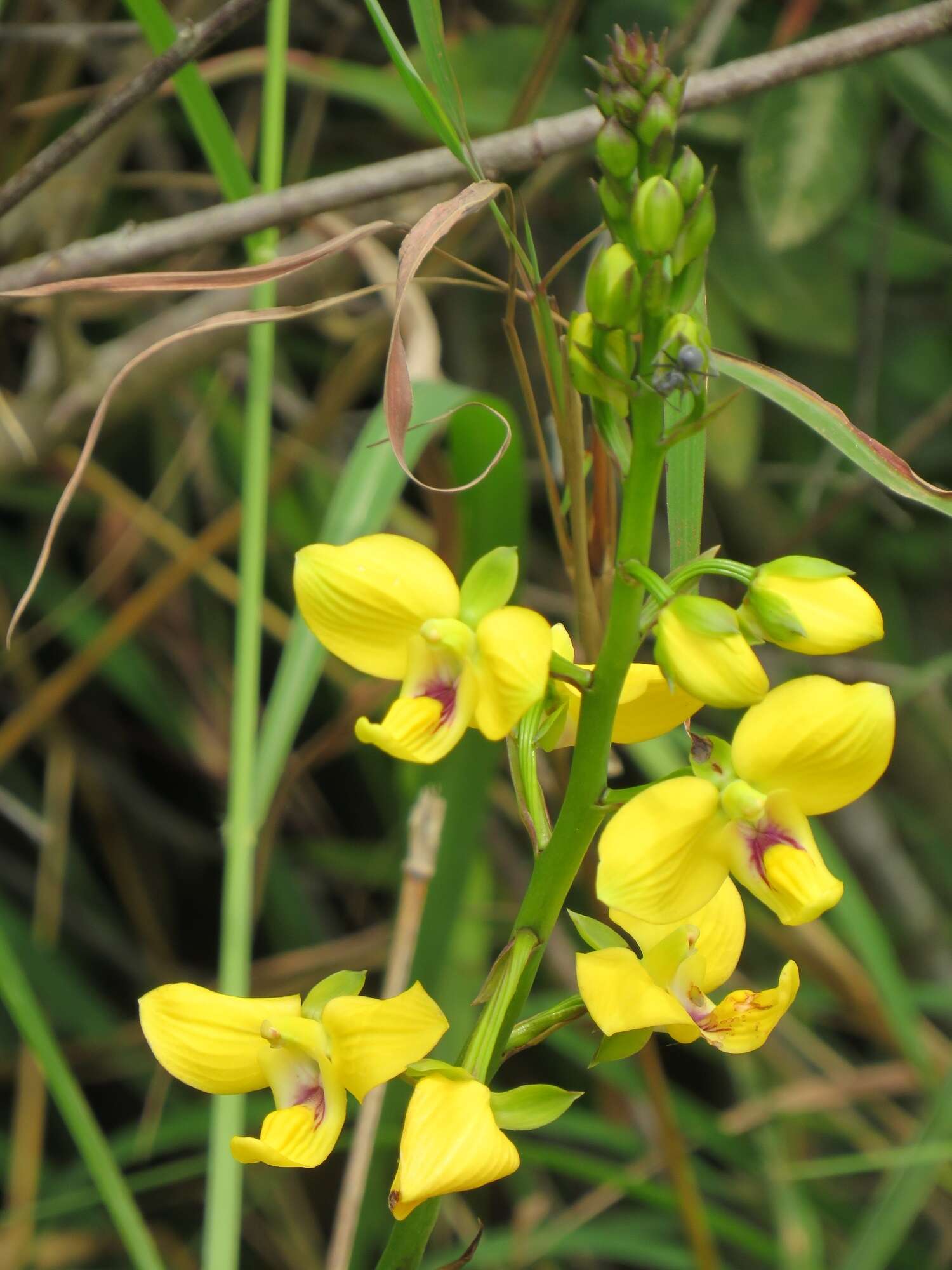 Image de Eulophia speciosa (R. Br.) Bolus