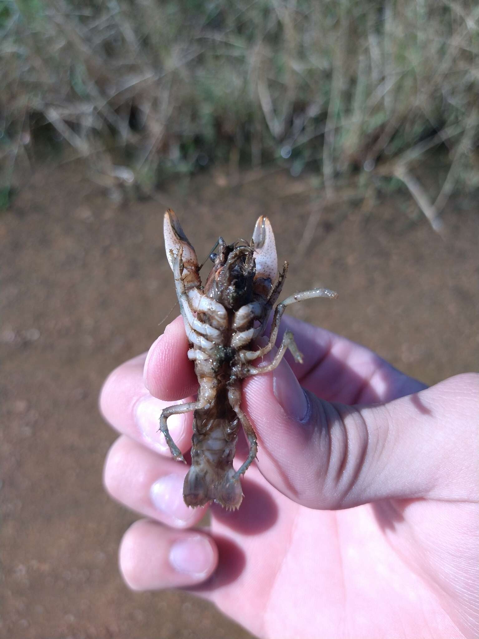 Image of Procambarus steigmani Hobbs & Jr. 1991