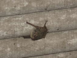 Image of proboscis bat