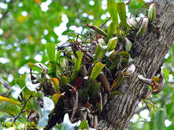 Слика од Nepenthes veitchii Hook. fil.