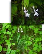 Image of Streptocarpus haygarthii N. E. Brown ex C. B. Clarke