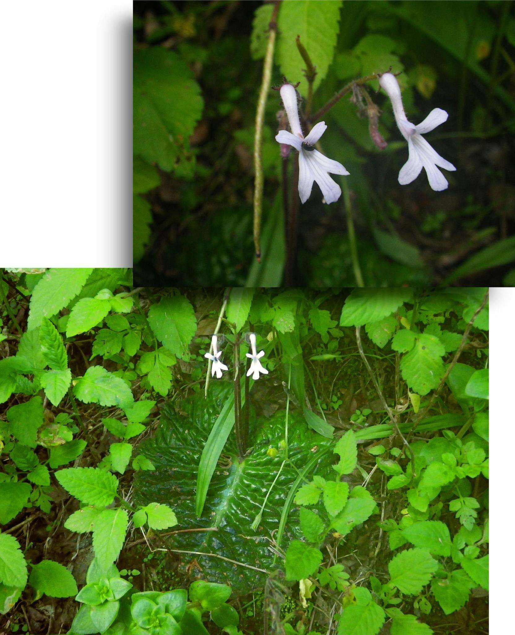 Image of Streptocarpus haygarthii N. E. Brown ex C. B. Clarke