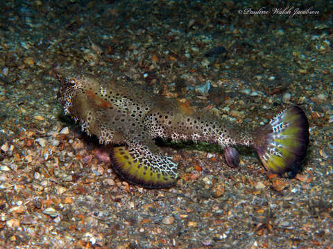 Image of Polka-dot batfish