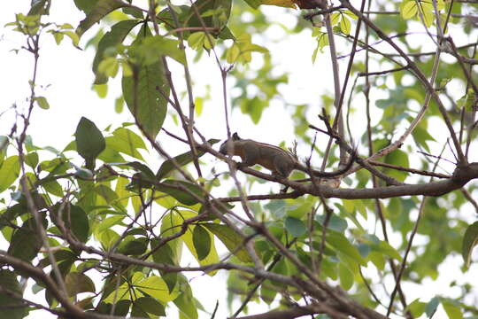 Image of Asiatic striped squirrel