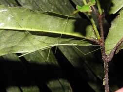 Image of Sipyloidea rentzi Brock & Hasenpusch 2007