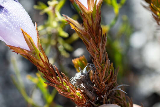 Image of Roella maculata Adamson