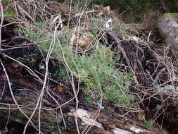 Image of stickystem pearlwort