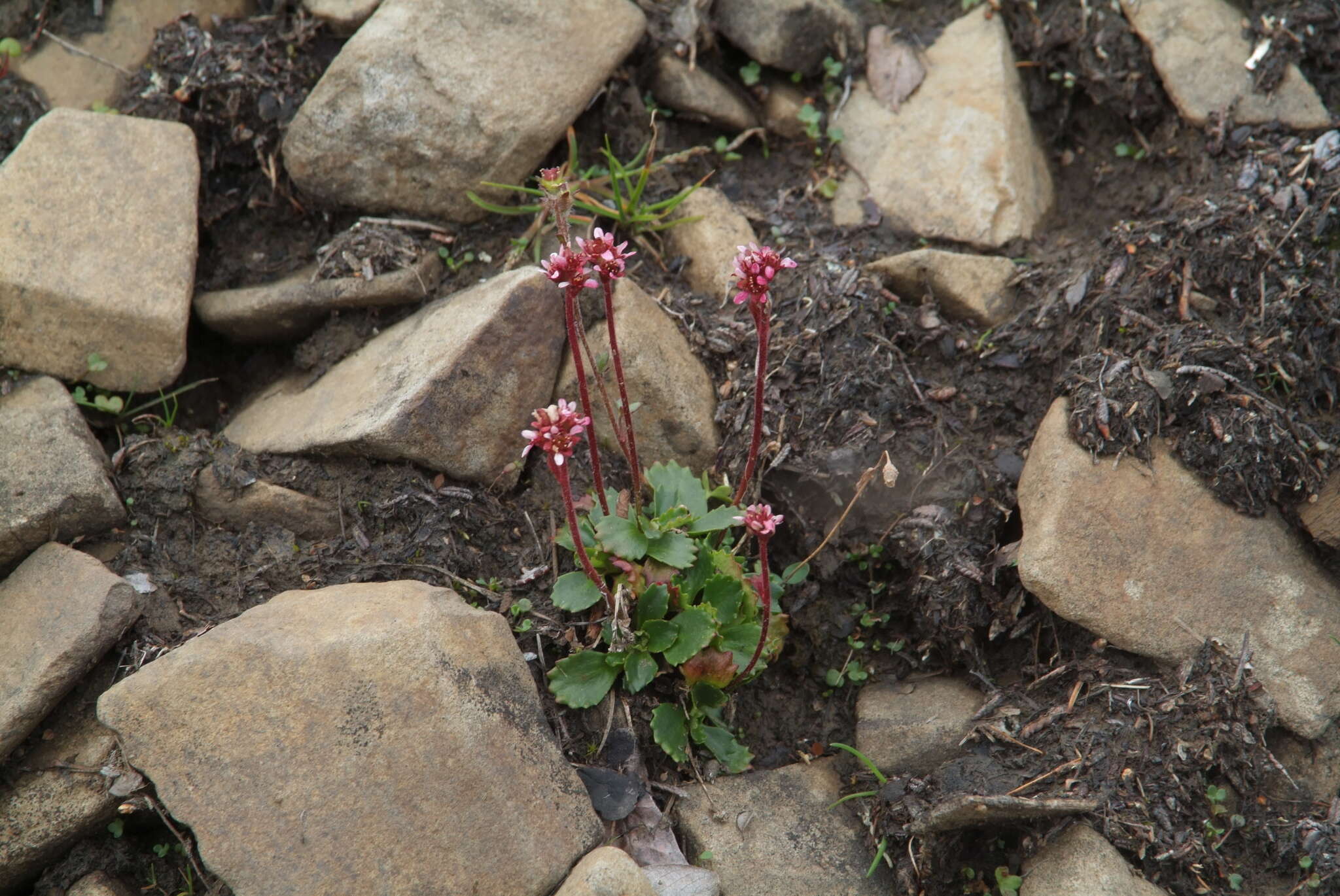 Image of Micranthes nivalis (L.) Small