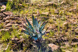 Image of Aloe suprafoliata Pole-Evans