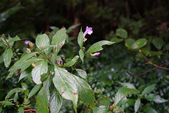 Strobilanthes formosana S. Moore resmi