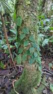 Image of heartleaf philodendron