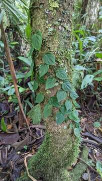 Image of heartleaf philodendron