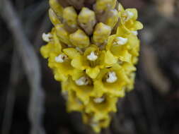 Image of Desert hyacinth