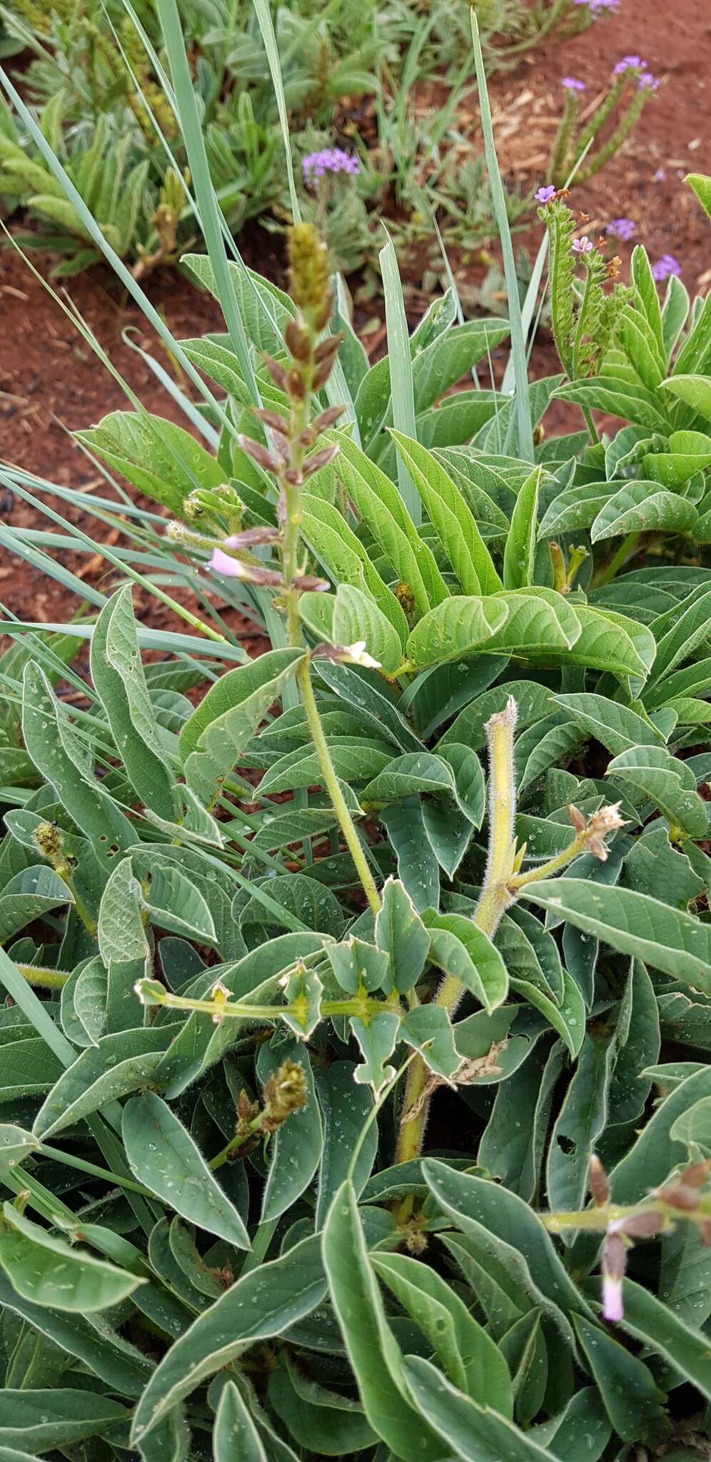 Image de Ophrestia oblongifolia (E. Mey.) H. M. L. Forbes