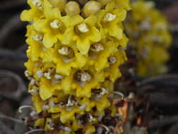 Image of Desert hyacinth