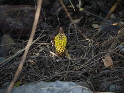 Image of Desert hyacinth