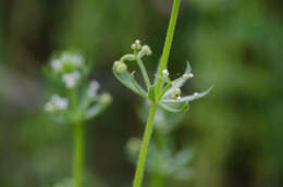 Plancia ëd Galium tricornutum Dandy