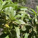 Eremophila gibbosa R. J. Chinnock resmi